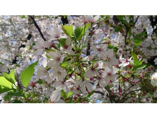 桜～舞い散る♪