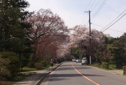 桜　さくら　サクラ