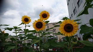 今年も咲きました