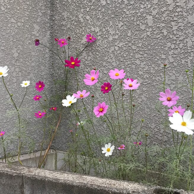 秋桜
