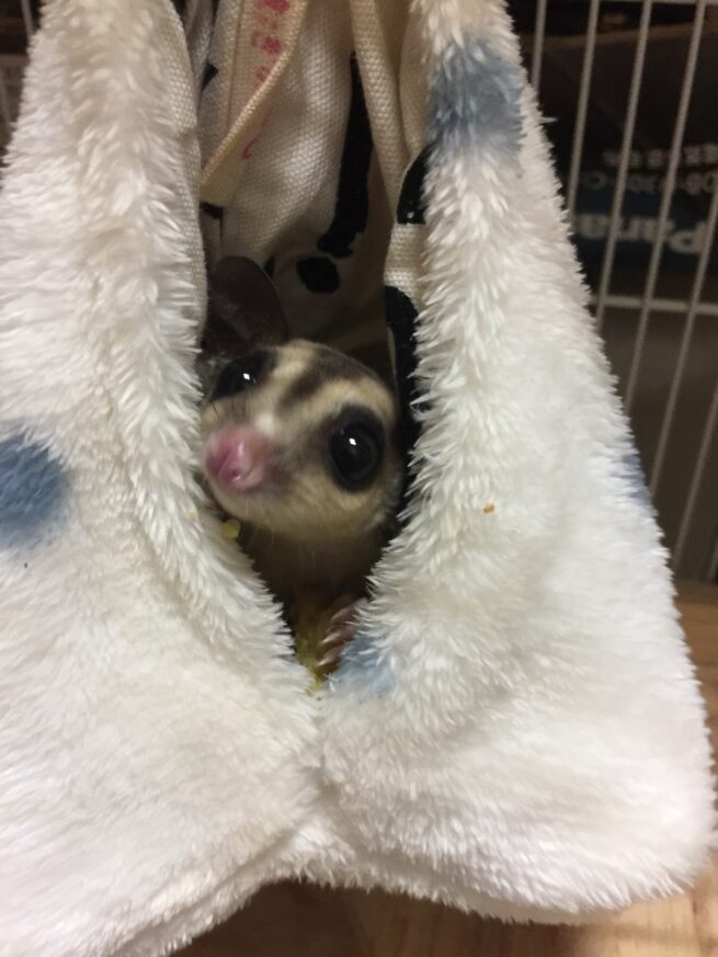 NEW PET
