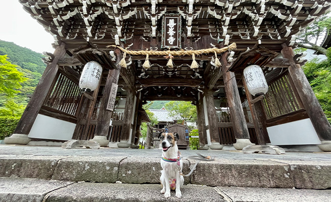 わんこをつれて その②西国第二十番札所 善峯寺