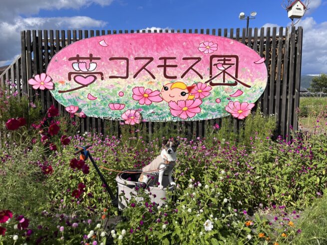 わんこを連れて④亀岡・夢コスモス園